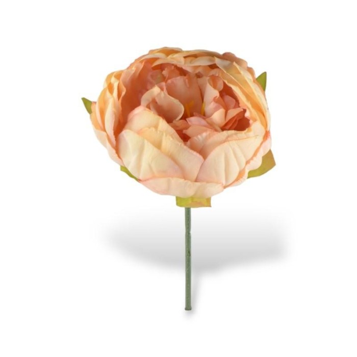 PEONIA PEACH STELO CM10XD11